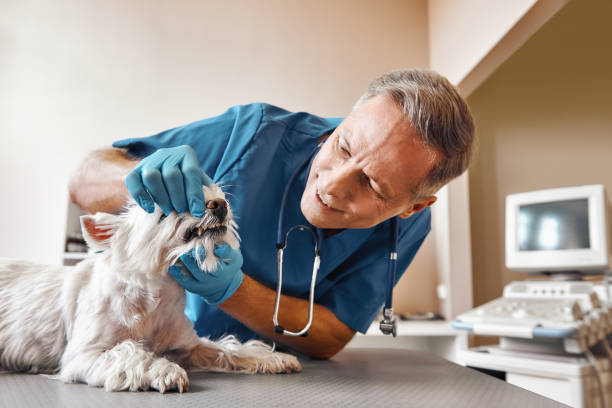  Navesink, NJ Emergency Dentist Pros